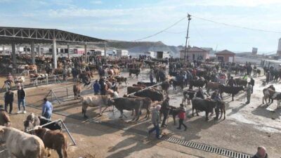 Yozgat’ın Sorgun ilçesinde, şap hastalığına karşı alınan tedbirler kapsamında yaklaşık