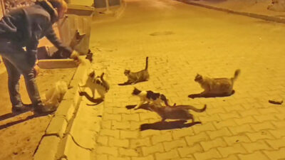 Yerköy’de, özellikle kış aylarının yaklaştığı bu günlerde sokak hayvanlarının beslenme