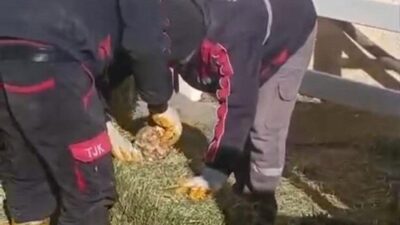 Türkiye Jokey Kulübü (TJK) Şanlıurfa Hara ve Aşım İstasyonu’nda çarpıcı