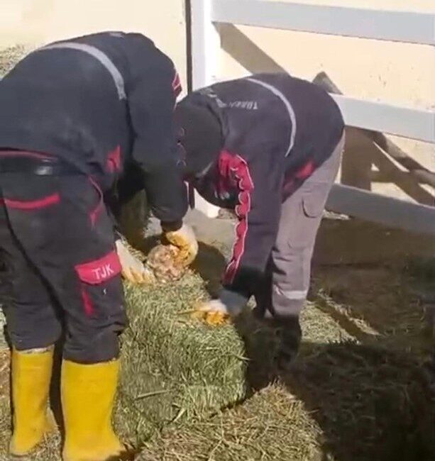 Türkiye Jokey Kulübü (TJK) Şanlıurfa Hara ve Aşım İstasyonu’nda çarpıcı