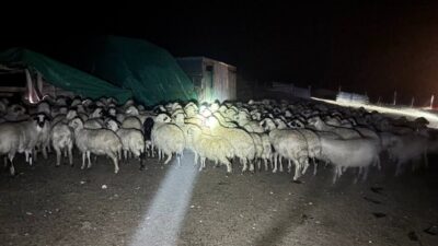 Erzincan’ın Kemah ilçesinde hava yoğun sis nedeniyle kaybolan 200 koyun,