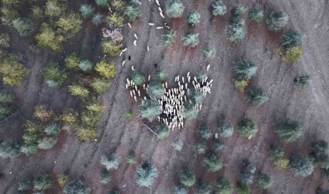 Kırıkkale’nin Keskin ilçesinde, 1 milyon 220 bin metrekarelik otlak mera