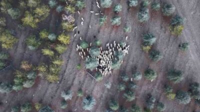 Kırıkkale’nin Keskin ilçesinde, 1 milyon 220 bin metrekarelik otlak mera