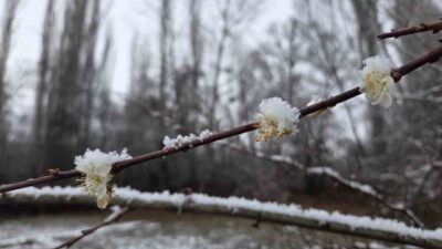 Araplı kasabasına bağlı Yozgat’ın Sorgun ilçesinde, mevsim normallerinden daha yüksek