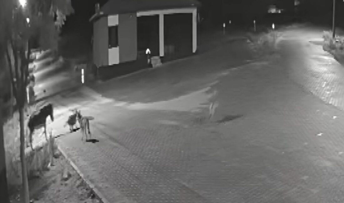 Konya’nın Kadınhanı ilçesinde, Örnekköy Mahallesi’nde meydana gelen olayda, yerleşim yerine