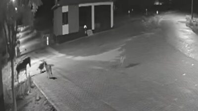 Konya’nın Kadınhanı ilçesinde, Örnekköy Mahallesi’nde meydana gelen olayda, yerleşim yerine