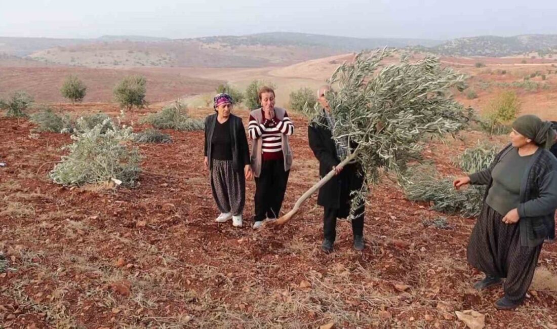 Besni ilçesinde yaklaşık 500 dönüm arazide bulunan 10 bin meyve
