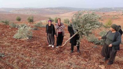 Besni ilçesinde yaklaşık 500 dönüm arazide bulunan 10 bin meyve