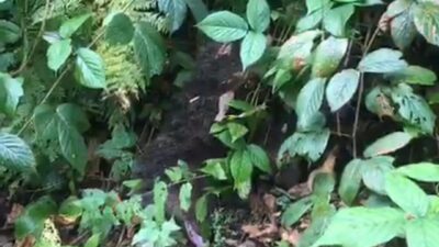 Rize’nin Çamlıhemşin ilçesine bağlı Ayder Yaylası’nda bir ağaca tırmanan ardından