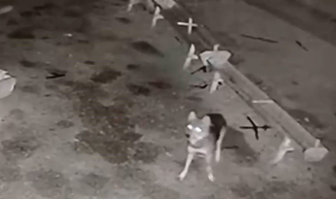 Konya’nın Ereğli ilçesinde meydana gelen olayda, bir kurt ağıla girerek