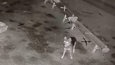 Konya’nın Ereğli ilçesinde meydana gelen olayda, bir kurt ağıla girerek