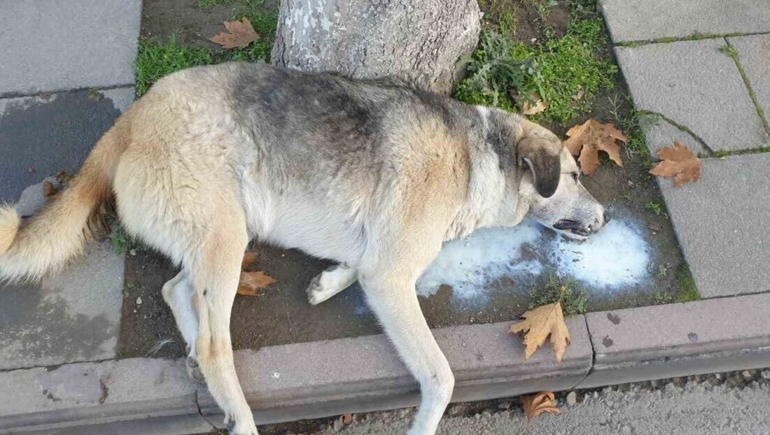 Amasya’nın merkezinde bir köpek ve birçok kedinin ölü halde bulunduğu