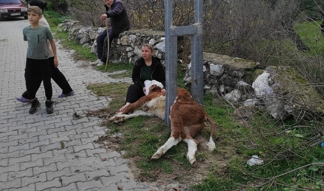 Muğla’nın Milas ilçesinde, İkiztaş Mahallesi’nde bir aydınlatma direğine sıkışan bir