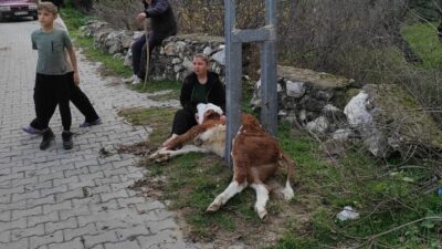Muğla’nın Milas ilçesinde, İkiztaş Mahallesi’nde bir aydınlatma direğine sıkışan bir