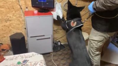 Samsun’da gerçekleşen bir operasyonda, narkotik köpeği Tony’nin tepki verdiği alanlarda