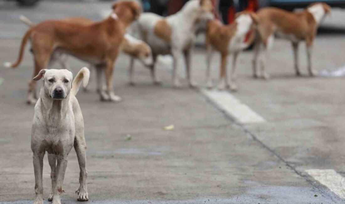 Bağdat’ta Hızla Artan Başıboş Köpekler İtlaf Edildi Bağdat Belediyesi yetkilileri,