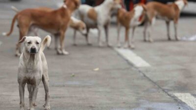 Bağdat’ta Hızla Artan Başıboş Köpekler İtlaf Edildi Bağdat Belediyesi yetkilileri,