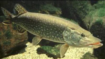 Turna balığı av yasağının 15 Aralık 2025 itibarıyla ülke genelinde