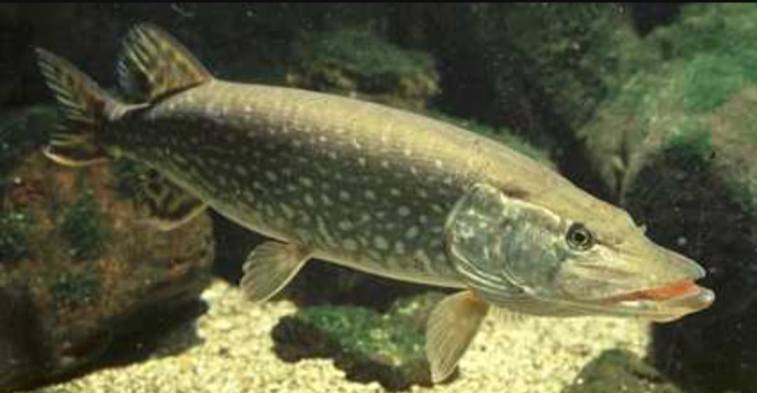 Turna balığı av yasağının 15 Aralık 2025 itibarıyla ülke genelinde