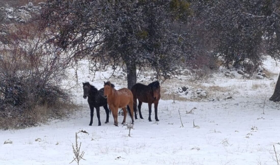 Beypazarı ilçesinde, kar altında bulunan yılkı atları, adeta bir kartpostal