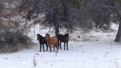 Beypazarı ilçesinde, kar altında bulunan yılkı atları, adeta bir kartpostal