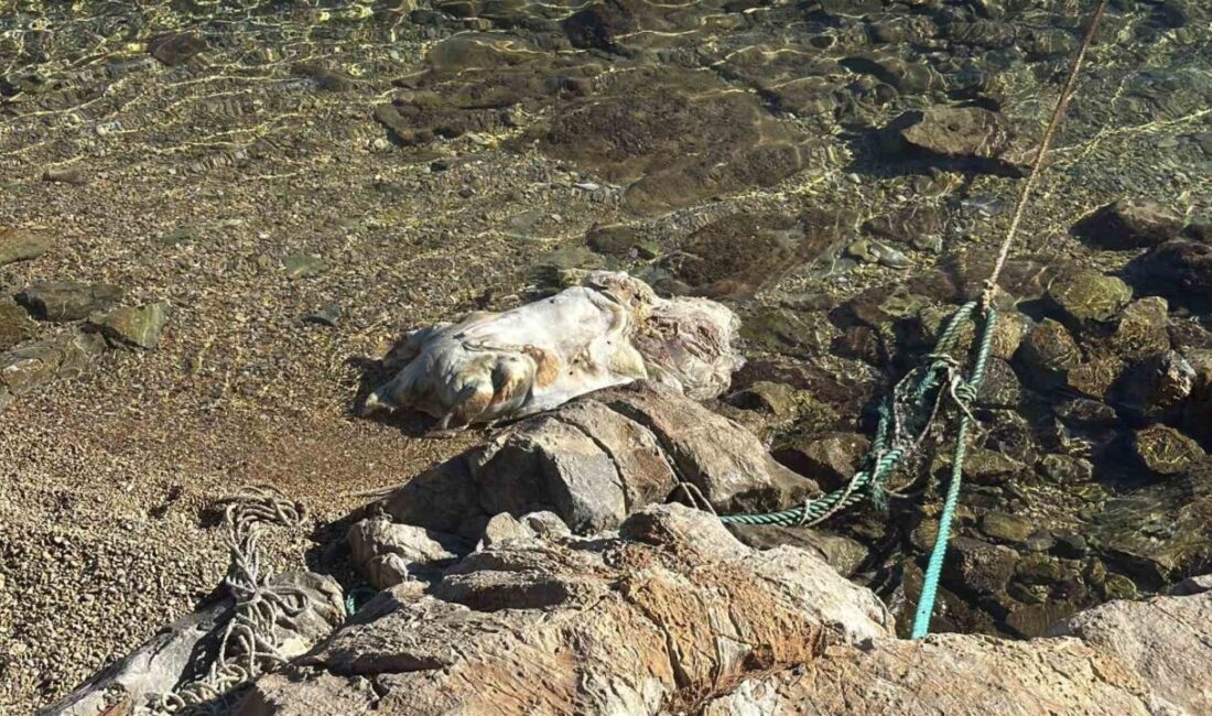 Bodrum’un Torba sahilinde kıyıya vuran ve ciddi deformeler taşıyan bir