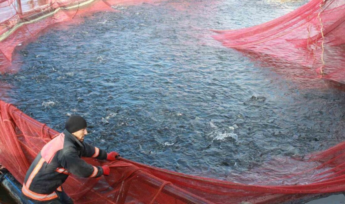 Yozgat’ın Çekerek ilçesinde, deniz olmamasına rağmen yetiştirilen alabalıklar uluslararası pazarlara