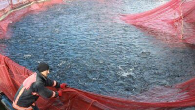 Yozgat’ın Çekerek ilçesinde, deniz olmamasına rağmen yetiştirilen alabalıklar uluslararası pazarlara