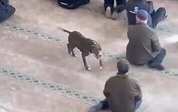 Kocaeli’de, cuma namazı öncesi yaşanan olayda bir pitbull cinsi köpeğin