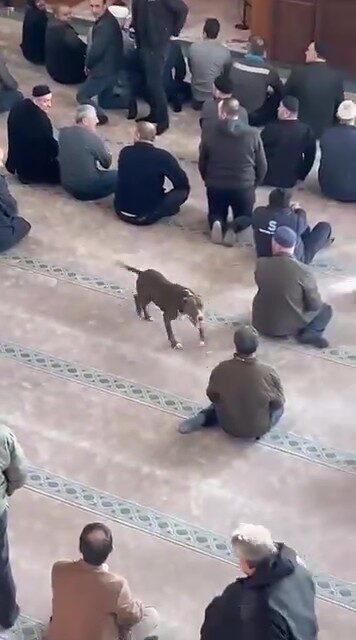 Kocaeli’de, cuma namazı öncesi yaşanan olayda bir pitbull cinsi köpeğin