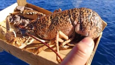 Çanakkale’de son bir hafta içerisinde gerçekleştirilen denetimlerde, 525 kilogram balığa