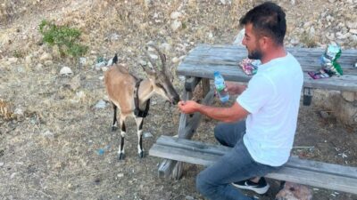 Yozgat’ın Aydıncık ilçesinde yaşayan Coşkun Uzun, Kazankaya köyü civarındaki Kazankaya