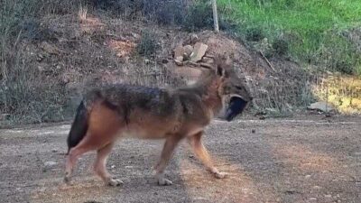 Tekirdağ’ın Süleymanpaşa ilçesine bağlı Kumbağ Mahallesi’ndeki ağaçlık alana konumlandırılan fotokapanlar,