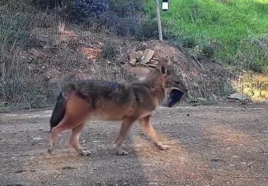 Tekirdağ’ın Süleymanpaşa ilçesine bağlı Kumbağ Mahallesi’ndeki ağaçlık alana konumlandırılan fotokapanlar,