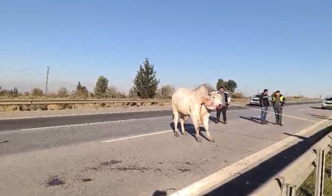Hatay’da meydana gelen kazada 2 kişinin hayatını kaybetmesinin ardından, tırdan