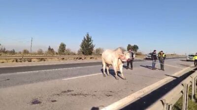 Hatay’da meydana gelen kazada 2 kişinin hayatını kaybetmesinin ardından, tırdan