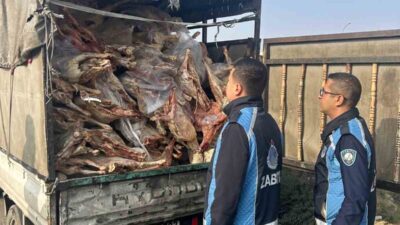 Nizip ilçesinde, polis ekipleri tarafından durdurulan bir kamyonetin kasasında kilolarca