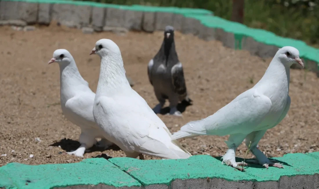 Yozgat’ta yaşanan bir haciz işlemi, sıra dışı bir detayla gündeme
