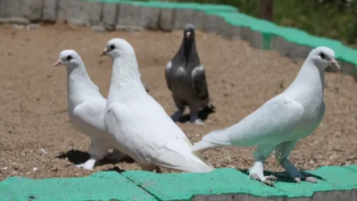 Yozgat’ta yaşanan bir haciz işlemi, sıra dışı bir detayla gündeme