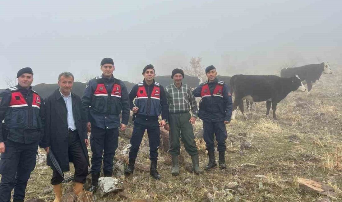 Seydişehir ilçesinde kaybolan büyükbaş hayvanlar, jandarma ekipleri tarafından bulunup sahibine