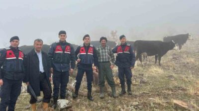 Seydişehir ilçesinde kaybolan büyükbaş hayvanlar, jandarma ekipleri tarafından bulunup sahibine