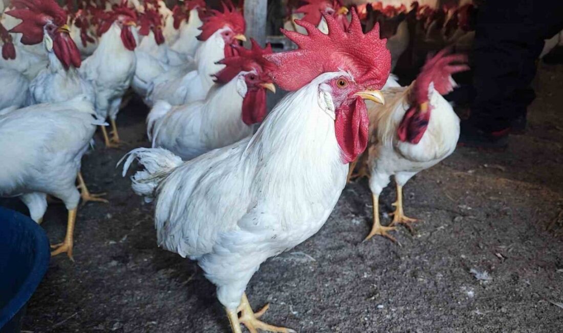 Emekli öğretmen Bekir Karakoç, Yozgat’ın Saray köyünde emekli olduktan sonra