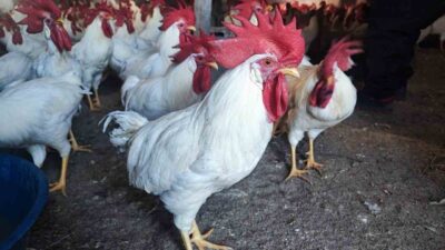 Emekli öğretmen Bekir Karakoç, Yozgat’ın Saray köyünde emekli olduktan sonra