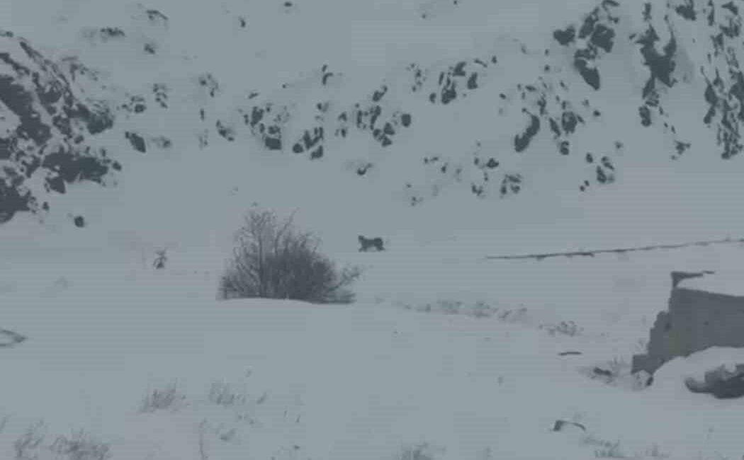 Iğdır’da şiddetli kar yağışı sebebiyle 3 vaşak yiyecek bulmakta zorlanarak