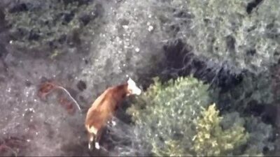Amasya’da yaşanan olayda, kaybolan ineğini bulamayan çiftçi İmdat Aktaş’a AFAD