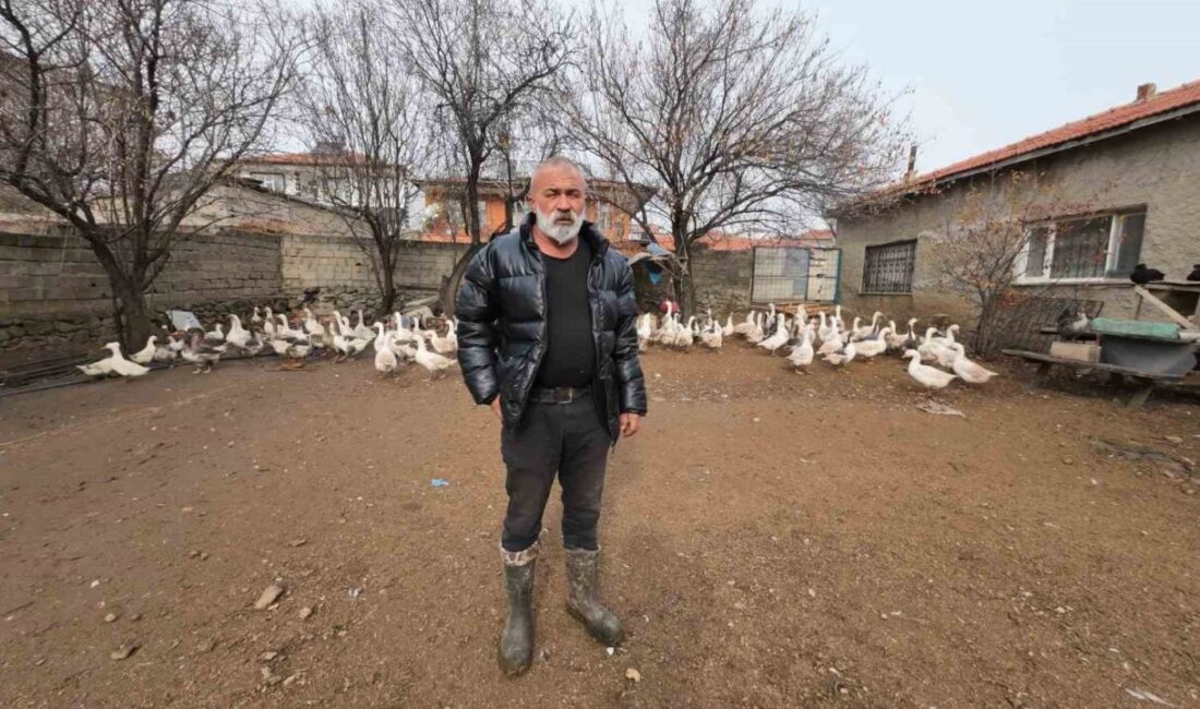 Yozgat’ın Şefaatli ilçesine İstanbul’dan geri dönen Hasan Şahan, kanatlı hayvan