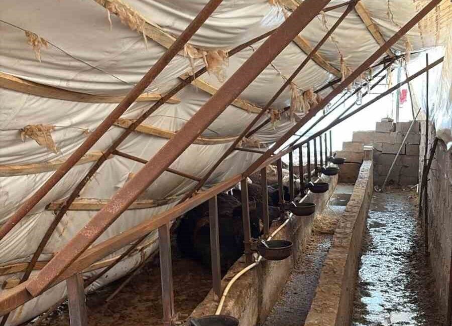 Karabük ilinde şiddetli kar yağışının etkisiyle üzeri çadırla kaplı ahırların