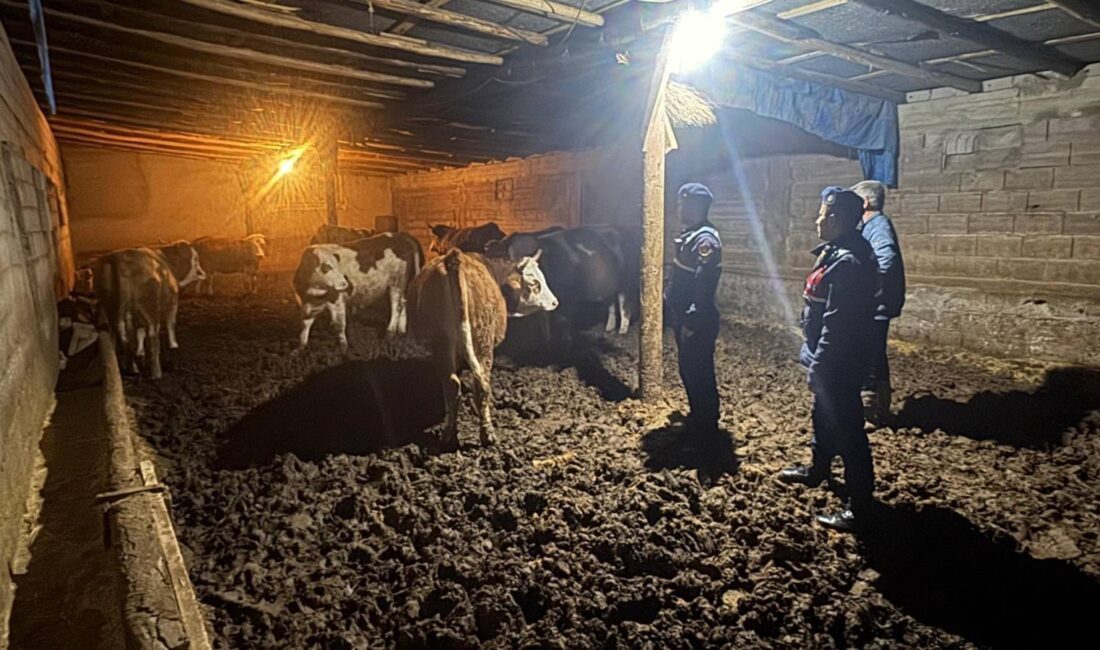 Yozgat’ın Yenifakılı ilçesinde, kaybolan büyükbaş hayvanlar jandarma ekiplerinin ve köy