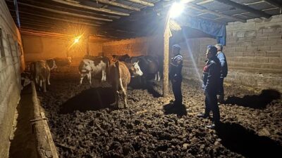 Yozgat’ın Yenifakılı ilçesinde, kaybolan büyükbaş hayvanlar jandarma ekiplerinin ve köy