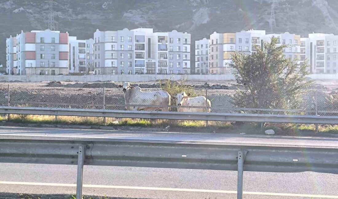 Hatay’da gerçekleşen kazada 2 kişi hayatını kaybetti ve kazadan kaçan